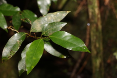 Cryptocarya erythroxylon