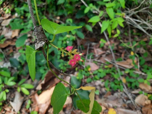 Urceola polymorpha, 2022-04-30