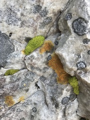 Hypodontium pomiforme