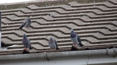 Columba livia domestica