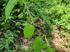 Urceola polymorpha