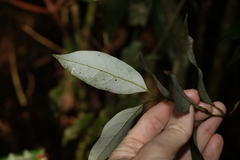 Cryptocarya erythroxylon