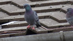 Columba livia domestica