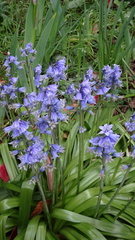 Hyacinthoides × massartiana