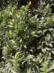 Ilex mitis
