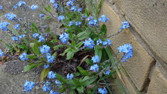 Myosotis sylvatica
