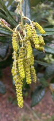 Quercus ilex