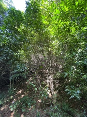 Tricalysia capensis