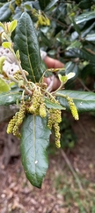 Quercus ilex