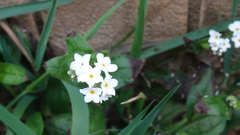 Myosotis sylvatica