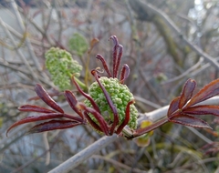 Sambucus racemosa