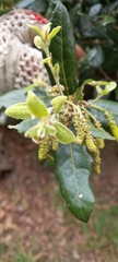 Quercus ilex