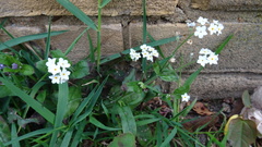 Myosotis sylvatica