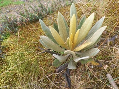 Espeletia occidentalis