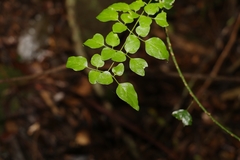 Jasminum singuliflorum
