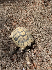 Testudo hermanni
