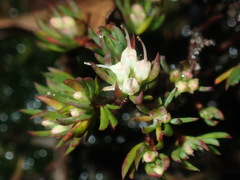 Darwinia diminuta