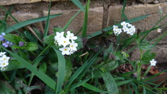 Myosotis sylvatica
