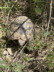 Testudo hermanni