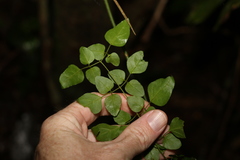 Jasminum singuliflorum