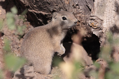 Urocitellus beldingi
