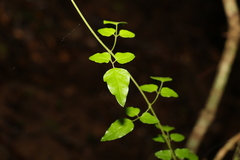 Jasminum singuliflorum