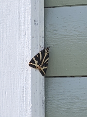 Euplagia quadripunctaria
