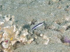 Asterropteryx striata