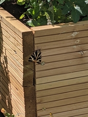 Euplagia quadripunctaria