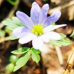 Anemonoides caucasica