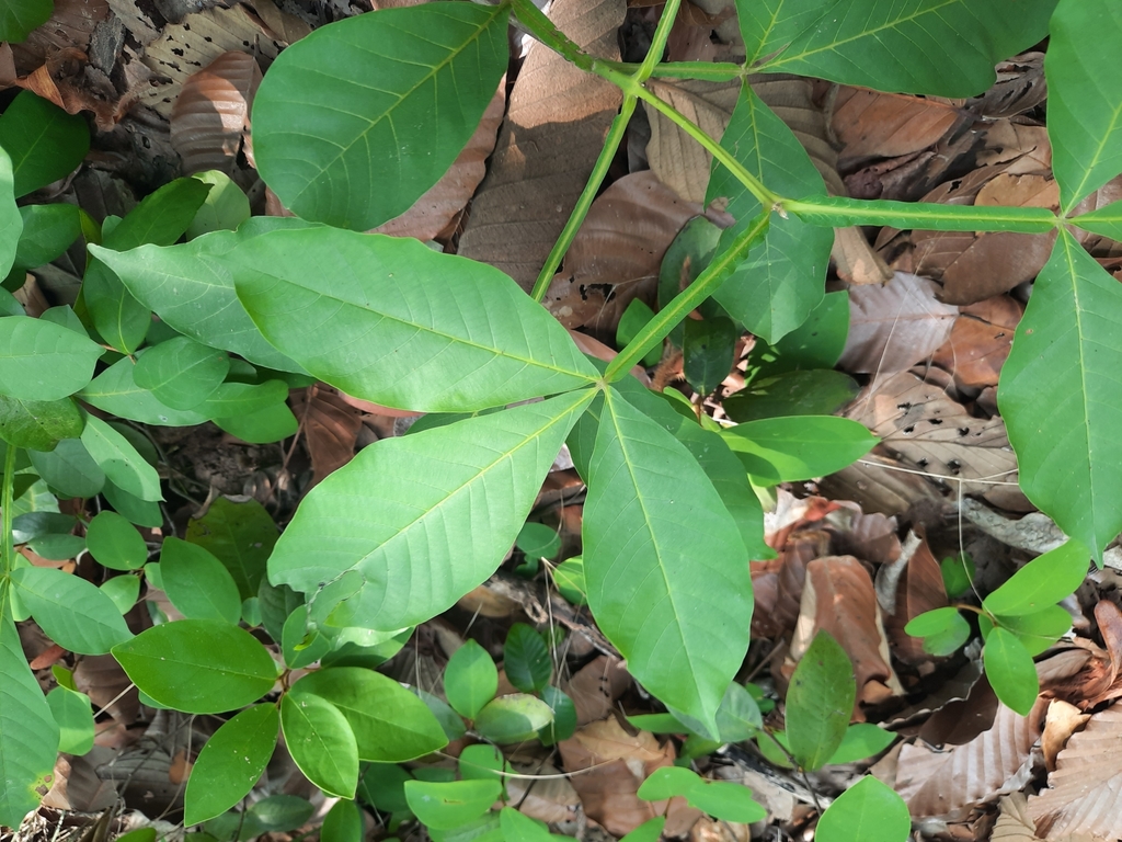 Vitex peduncularis