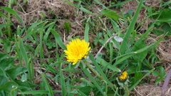 Taraxacum