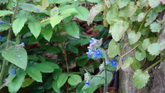 Pentaglottis sempervirens
