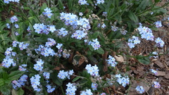 Myosotis sylvatica