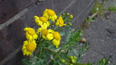 Senecio squalidus