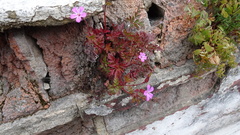 Geranium robertianum