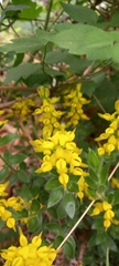 Genista germanica