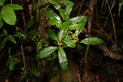 Myrsine subsessilis
