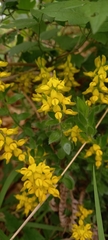 Genista germanica
