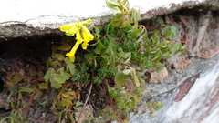 Pseudofumaria lutea