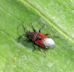 Oxycarenus annulipes