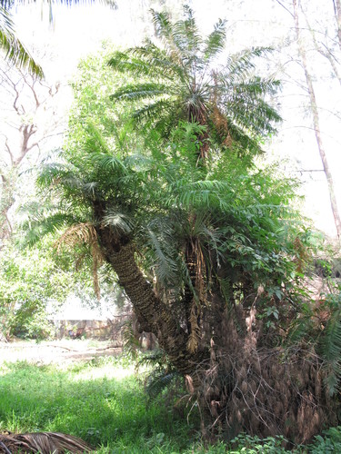 Cycas circinalis