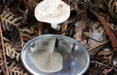 Clitocybe brunneoceracea