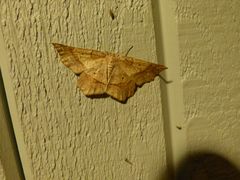 Euchlaena marginaria