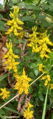 Genista germanica