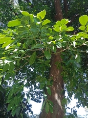 Pouteria dominigensis