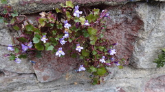 Cymbalaria muralis