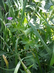 Geranium molle