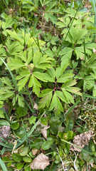 Anemonoides nemorosa
