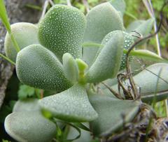 Adromischus caryophyllaceus